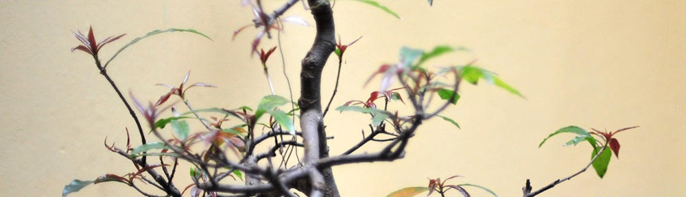 Die Vitrine von AV-Record